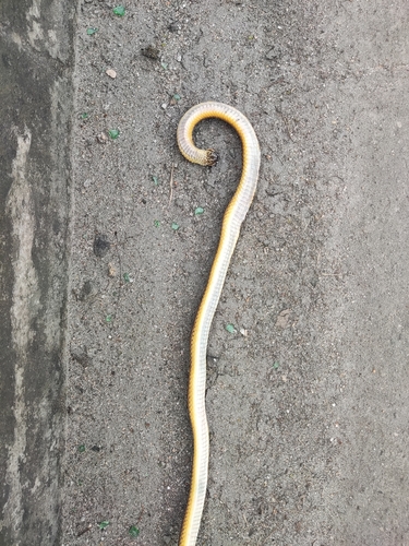 Raddi's Lizard-eating Snake