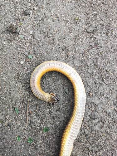 Raddi's Lizard-eating Snake