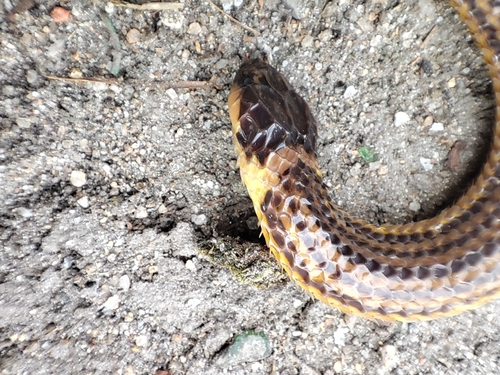 Raddi's Lizard-eating Snake