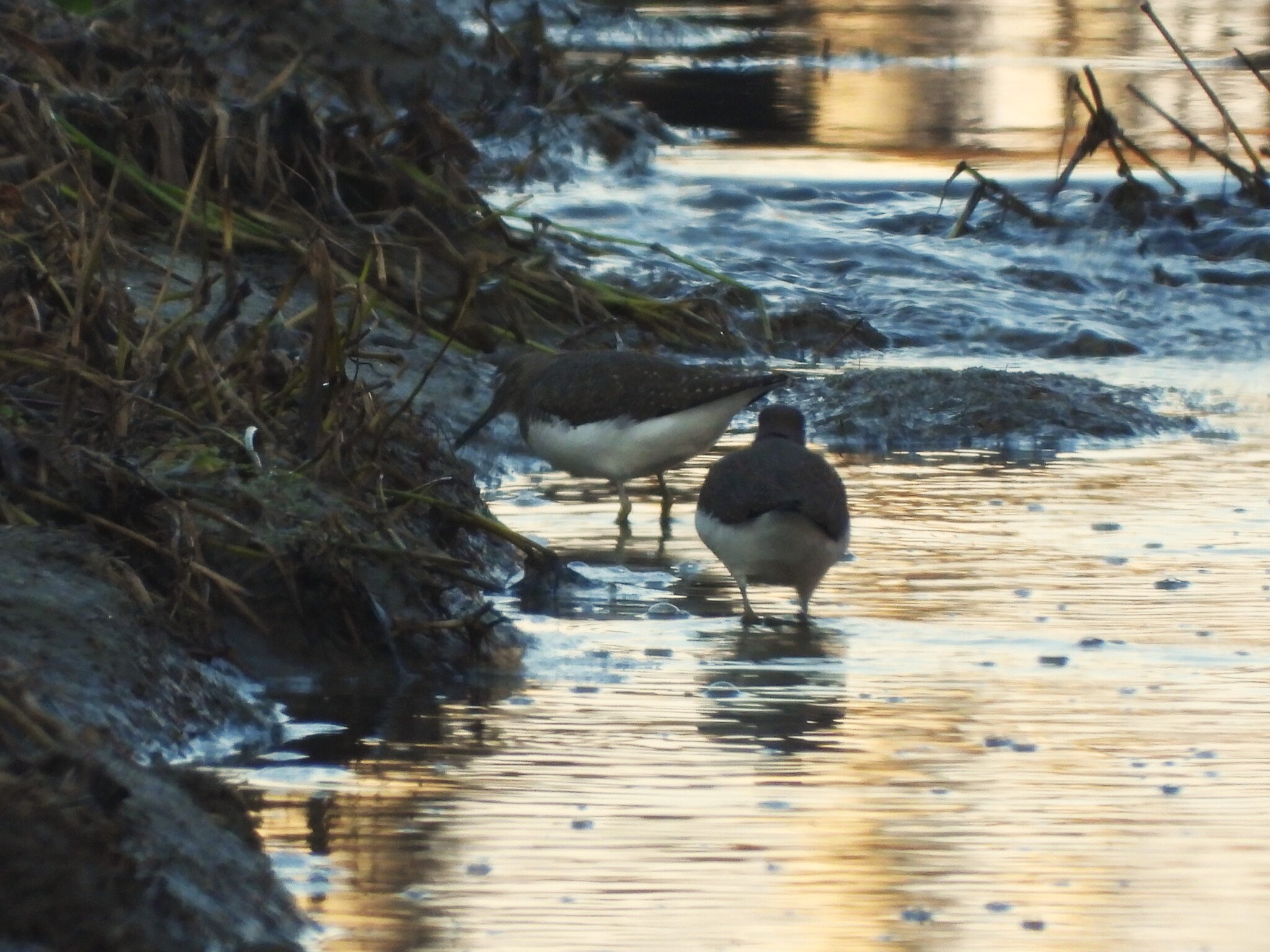 Green Sandpiper (Tringa ochropus), photo 4