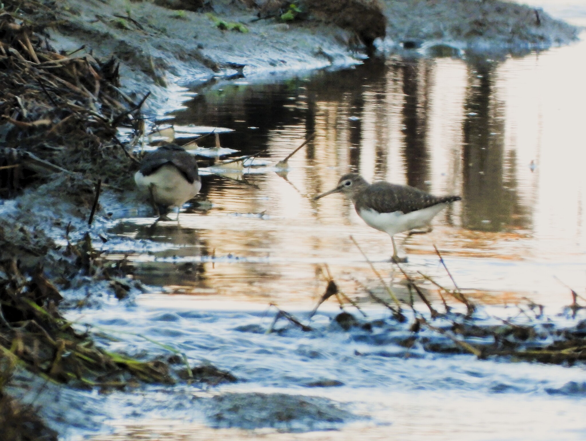 Green Sandpiper (Tringa ochropus), photo 3