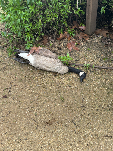 iNaturalist observation photo of Canada Goose