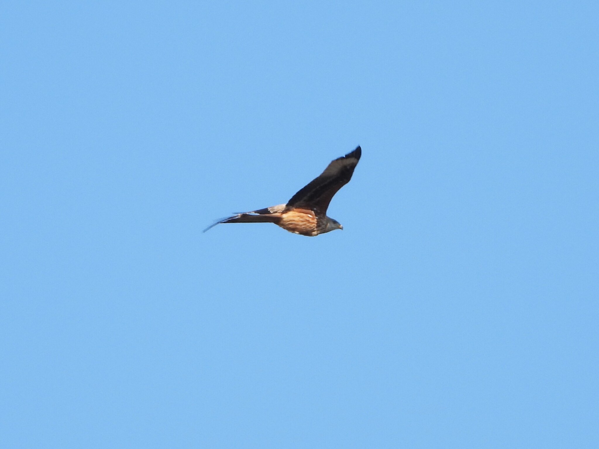 Red Kite (Milvus milvus), photo 8