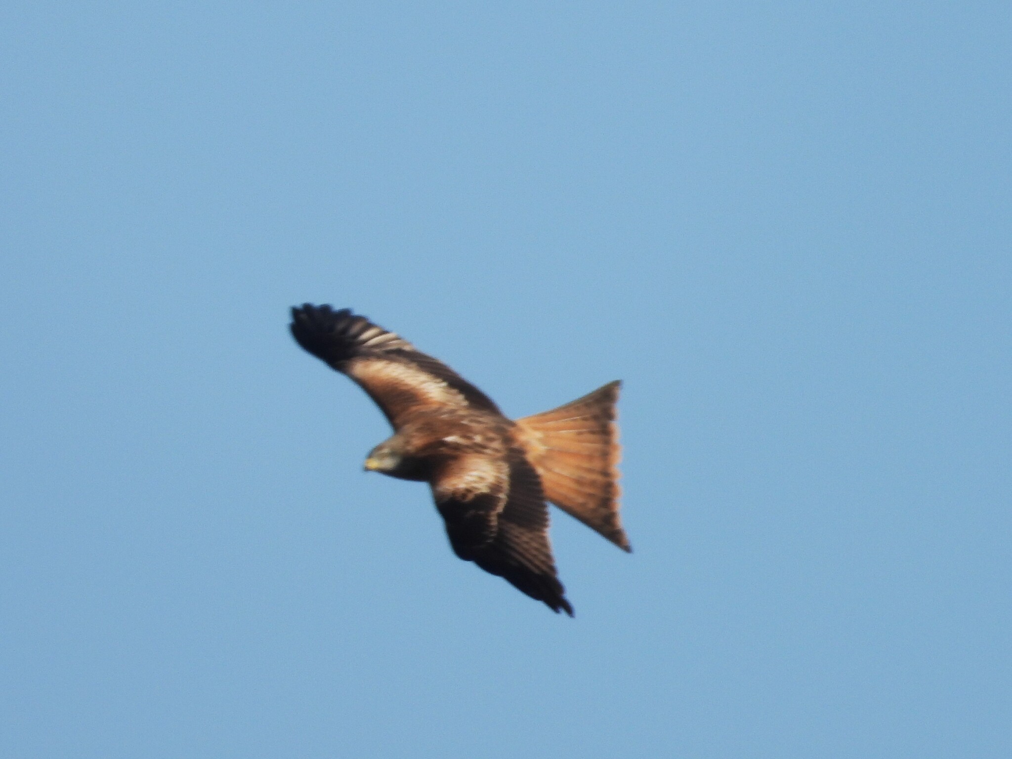 Red Kite (Milvus milvus), photo 9