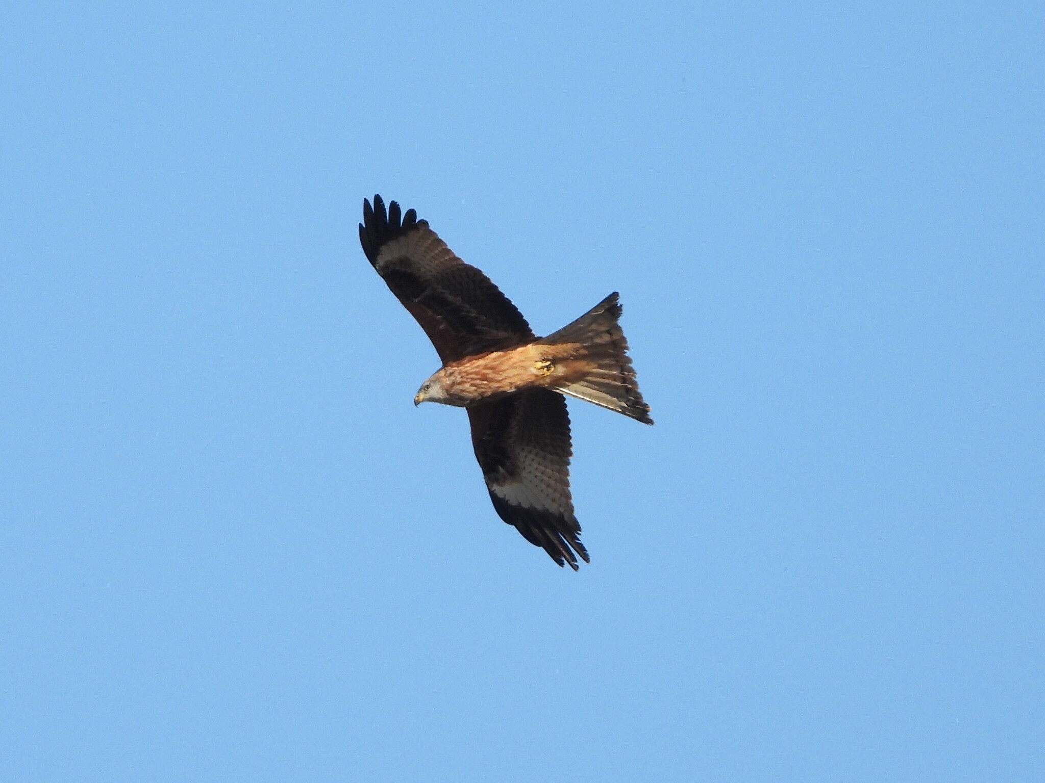 Red Kite (Milvus milvus), photo 6