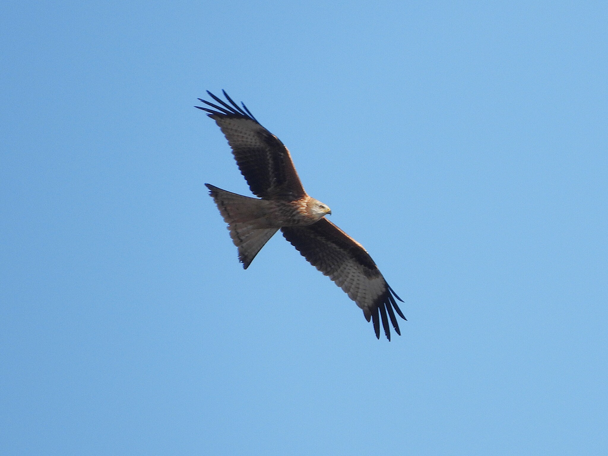 Red Kite (Milvus milvus), photo 7