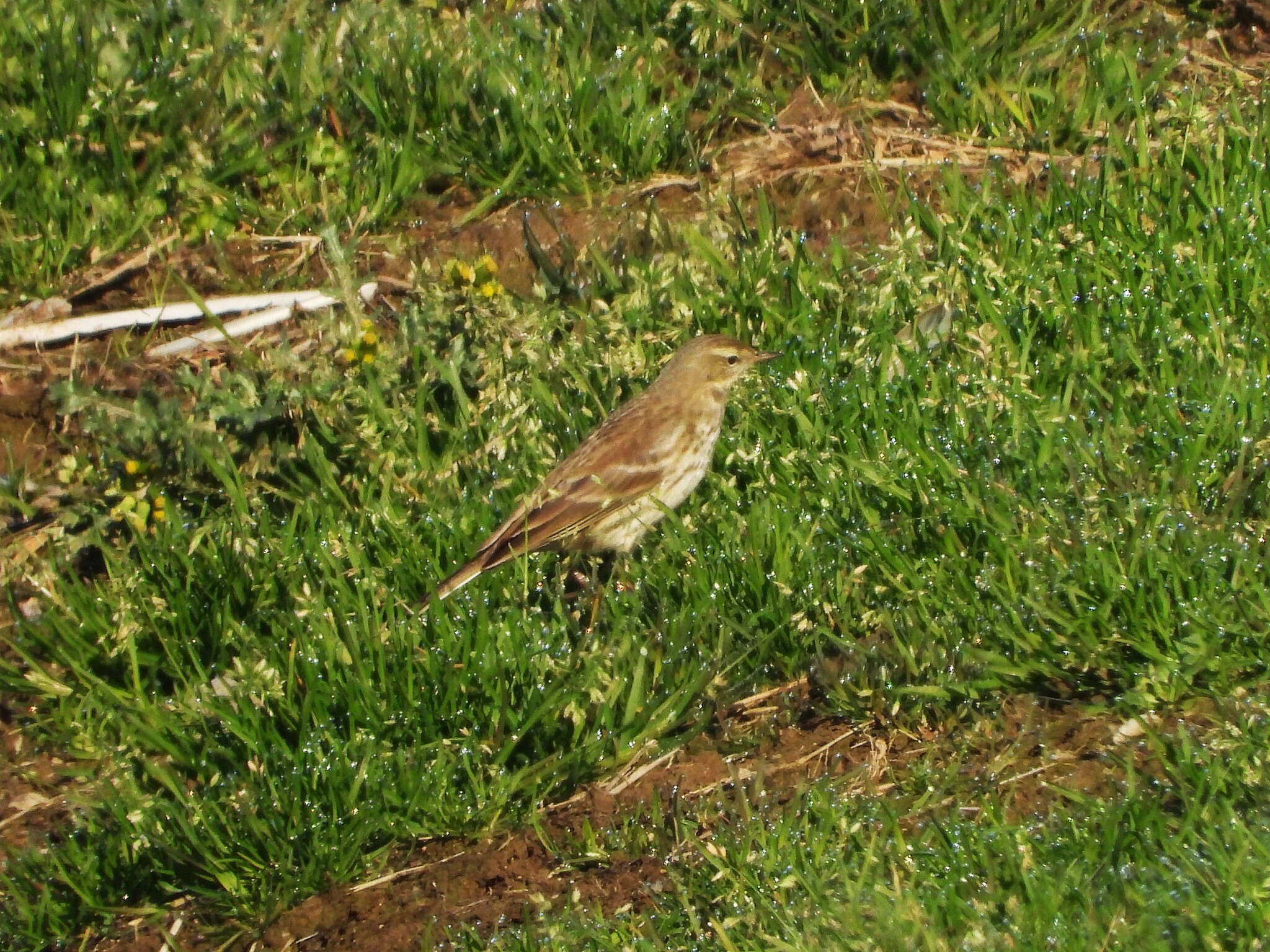 Water Pipit (Anthus spinoletta), photo 5