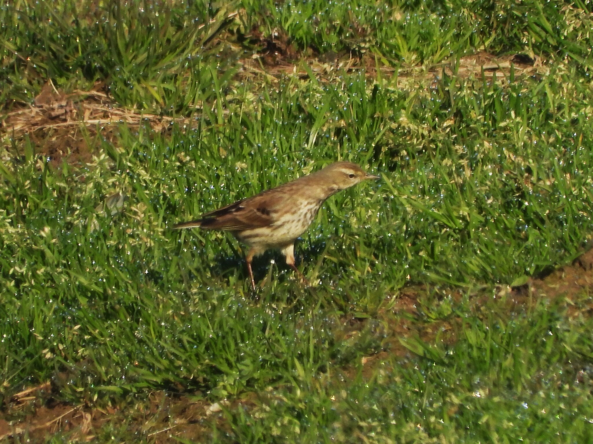 Water Pipit (Anthus spinoletta), photo 2