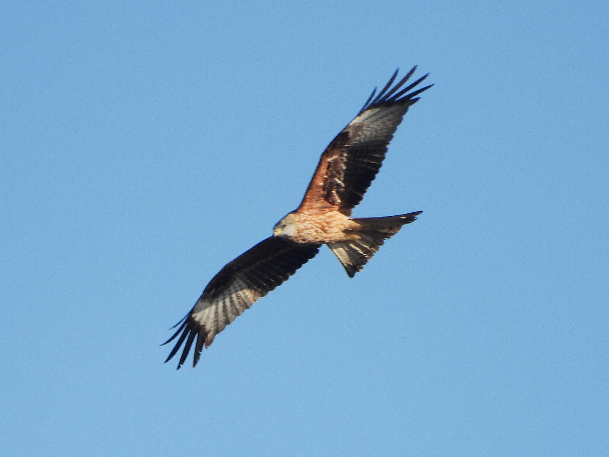 Red Kite (Milvus milvus), photo 5