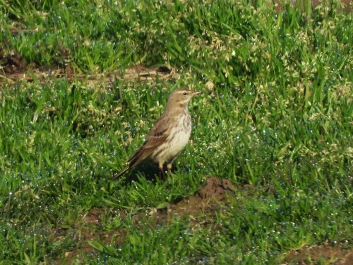 Water Pipit (Anthus spinoletta)