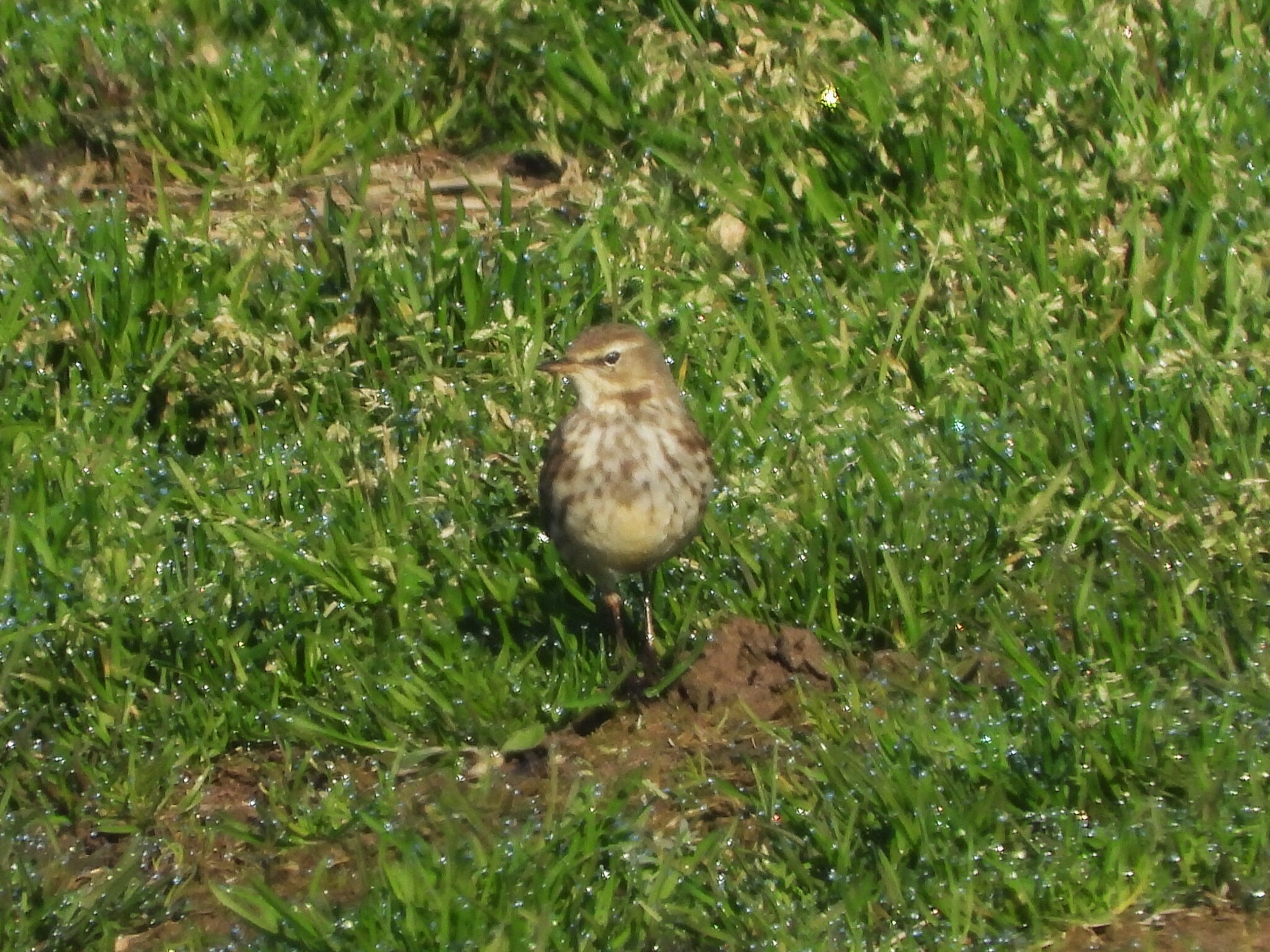 Water Pipit (Anthus spinoletta), photo 6