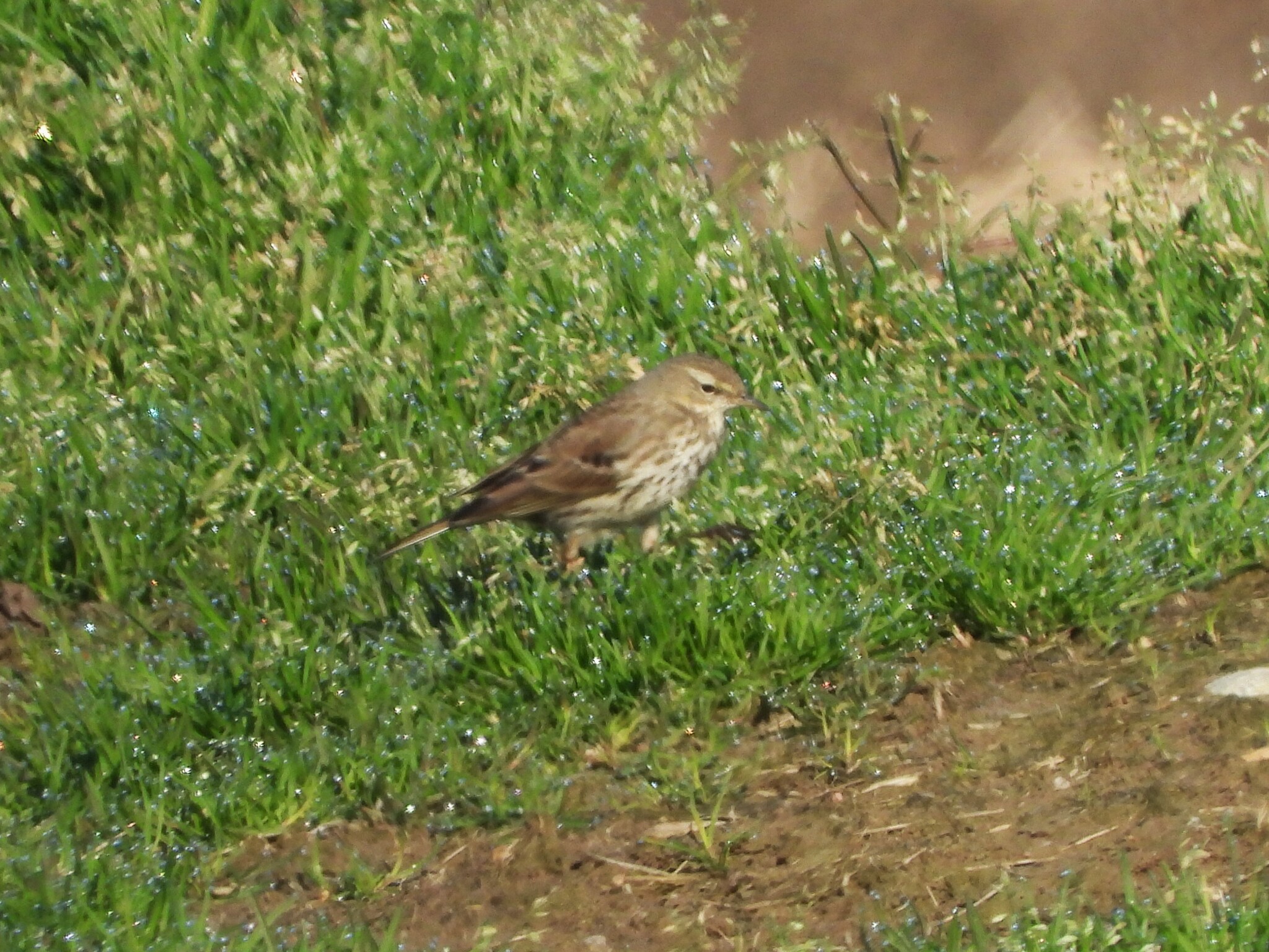 Water Pipit (Anthus spinoletta), photo 8
