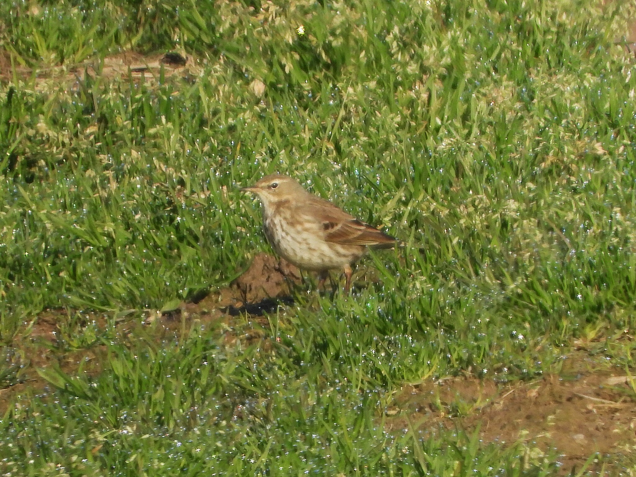 Water Pipit (Anthus spinoletta), photo 7