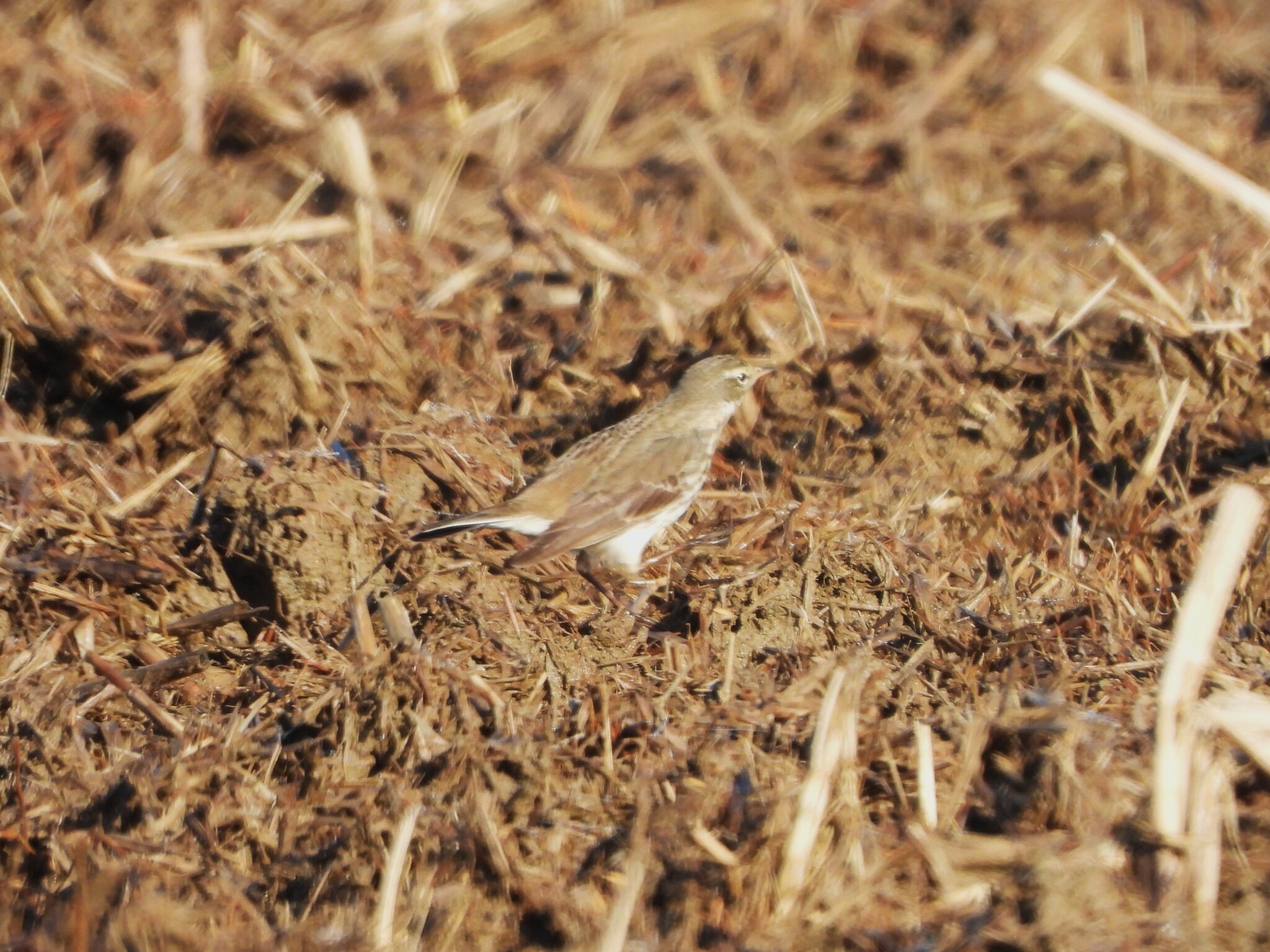 Water Pipit (Anthus spinoletta), photo 10