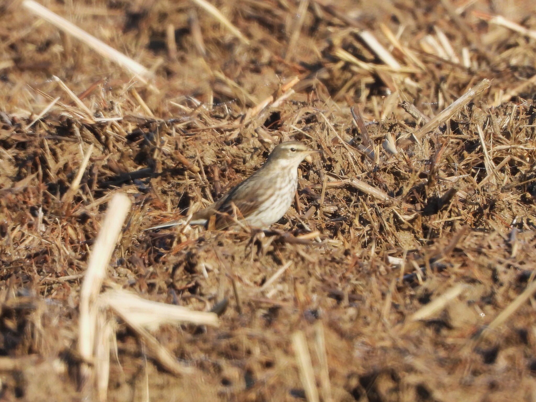 Water Pipit (Anthus spinoletta), photo 9