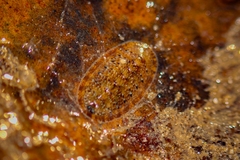 Chitonoidea