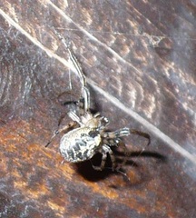Zygiella montana