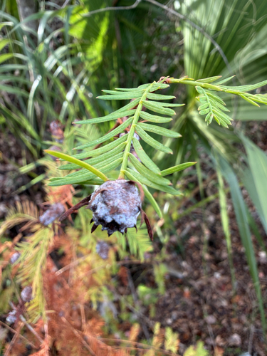 Unknown species found near Lower Hillsborough Flood Detention Area Trail, Thonotosassa, FL, US