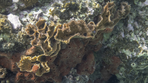 Encrusting Sponge (various species)