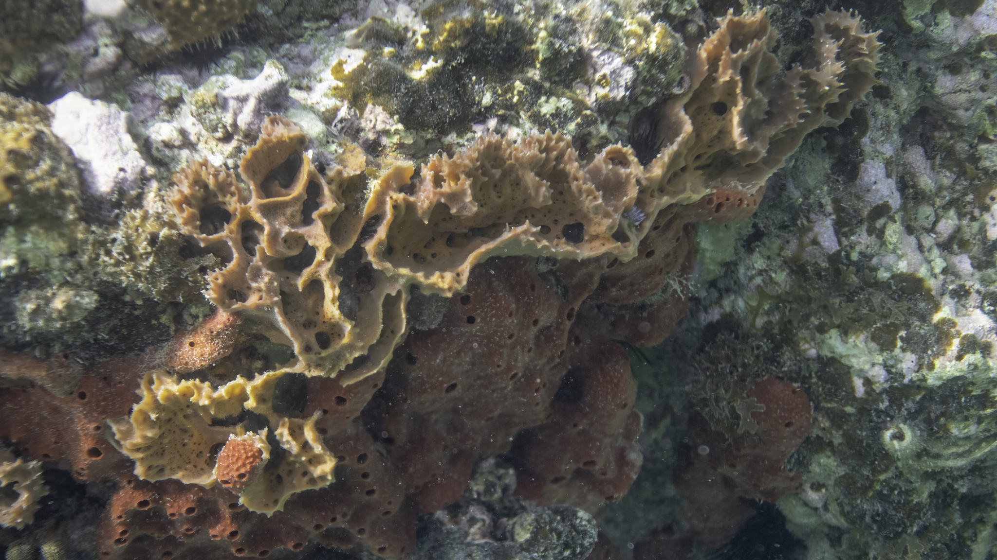 Encrusting Sponges