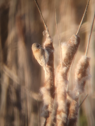 Eurasian Penduline Tit (Remiz pendulinus), photo 2