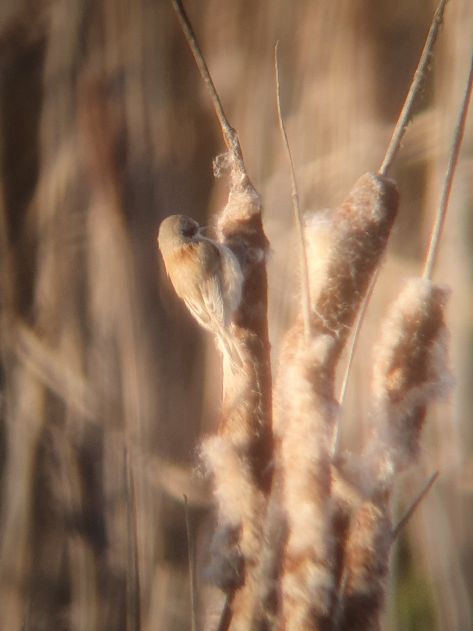 Eurasian Penduline Tit (Remiz pendulinus), photo 2