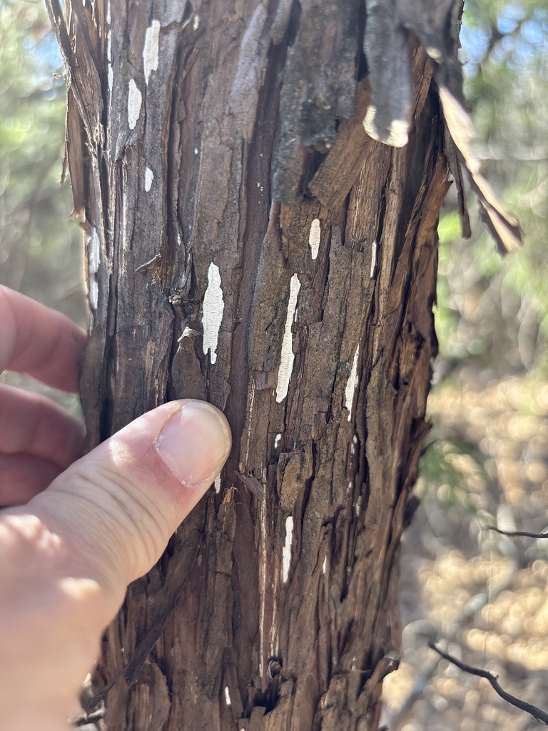 Dendrothele nivosa · January 2026 · photo: © sambiology (iNaturalist, cc-by)