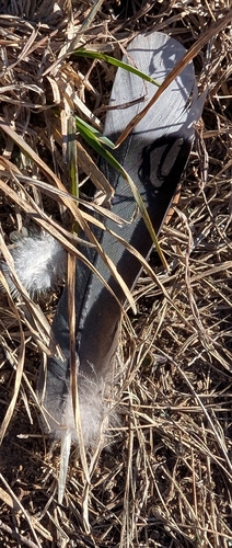 White-winged Dove (Zenaida asiatica), photo 4