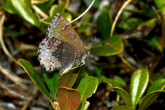 Callophrys polios