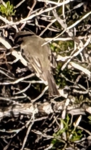 Eastern Phoebe (Sayornis phoebe)
