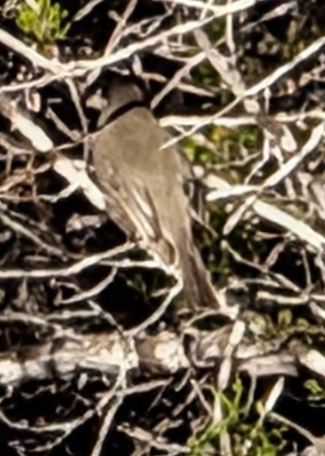 Eastern Phoebe (Sayornis phoebe), photo 2