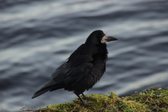 Corvus frugilegus