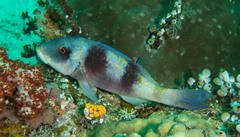 Parupeneus crassilabris