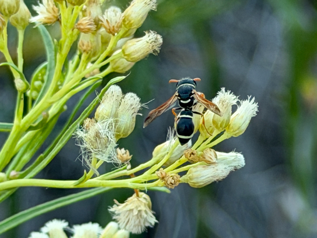 Hypodynerus tuberculiventris
