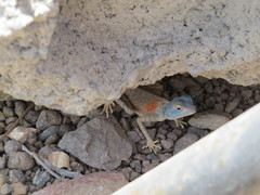 Pseudotrapelus jensvindumi