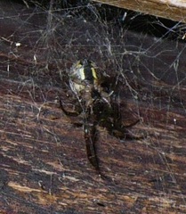Zygiella montana