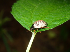 Calligrapha philadelphica