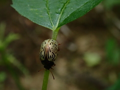 Calligrapha philadelphica