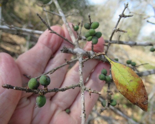 Southern Glade Privet (Forestiera ligustrina)