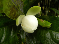 Magnolia coco