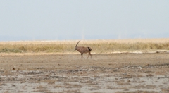 Oryx beisa callotis
