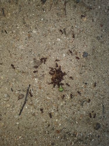 Tetramorium peringueyiTetramorium peringueyi