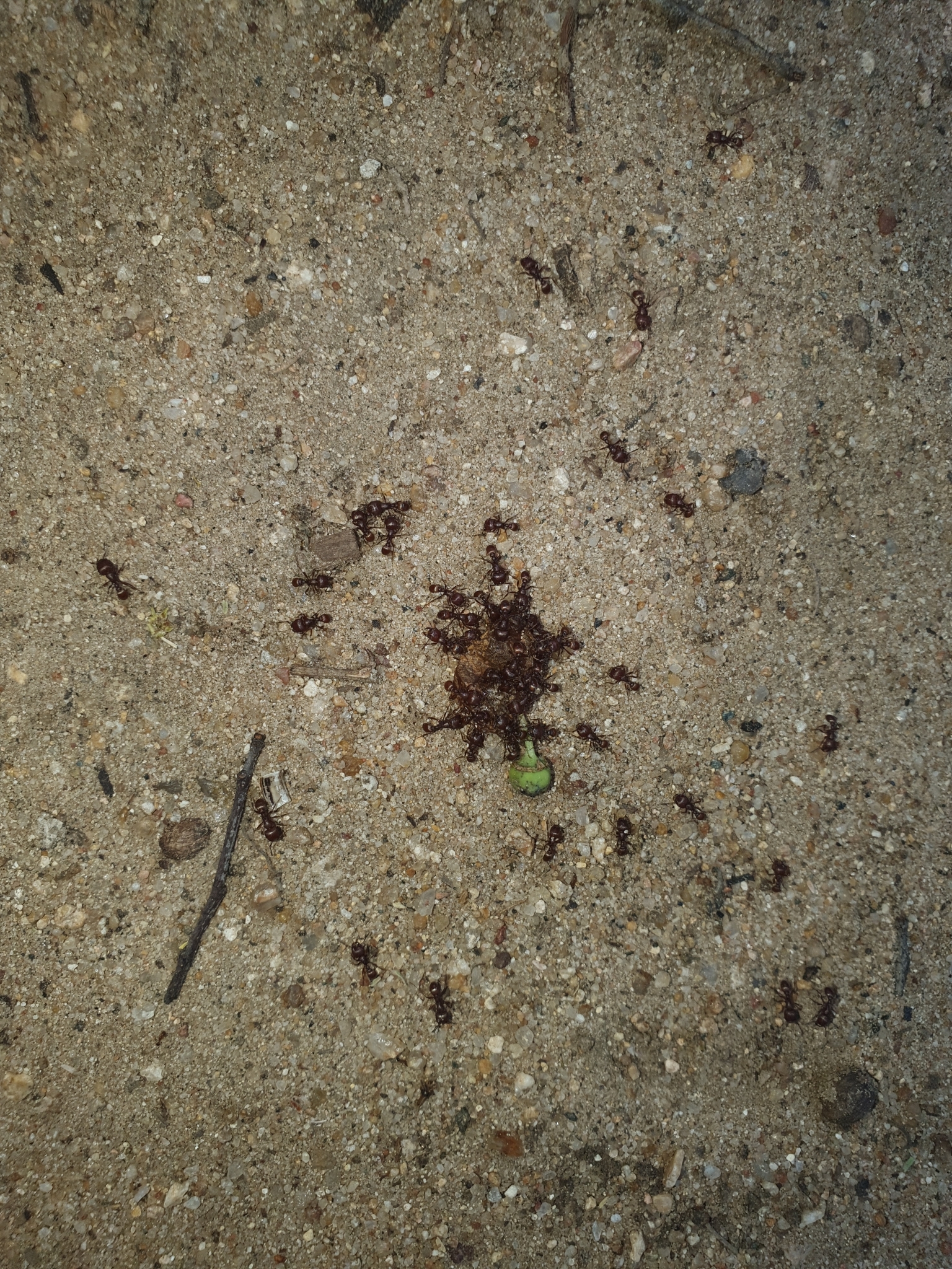 Tetramorium peringueyi