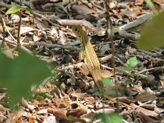 Leiolepis rubritaeniata