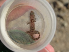 Hemidactylus robustus