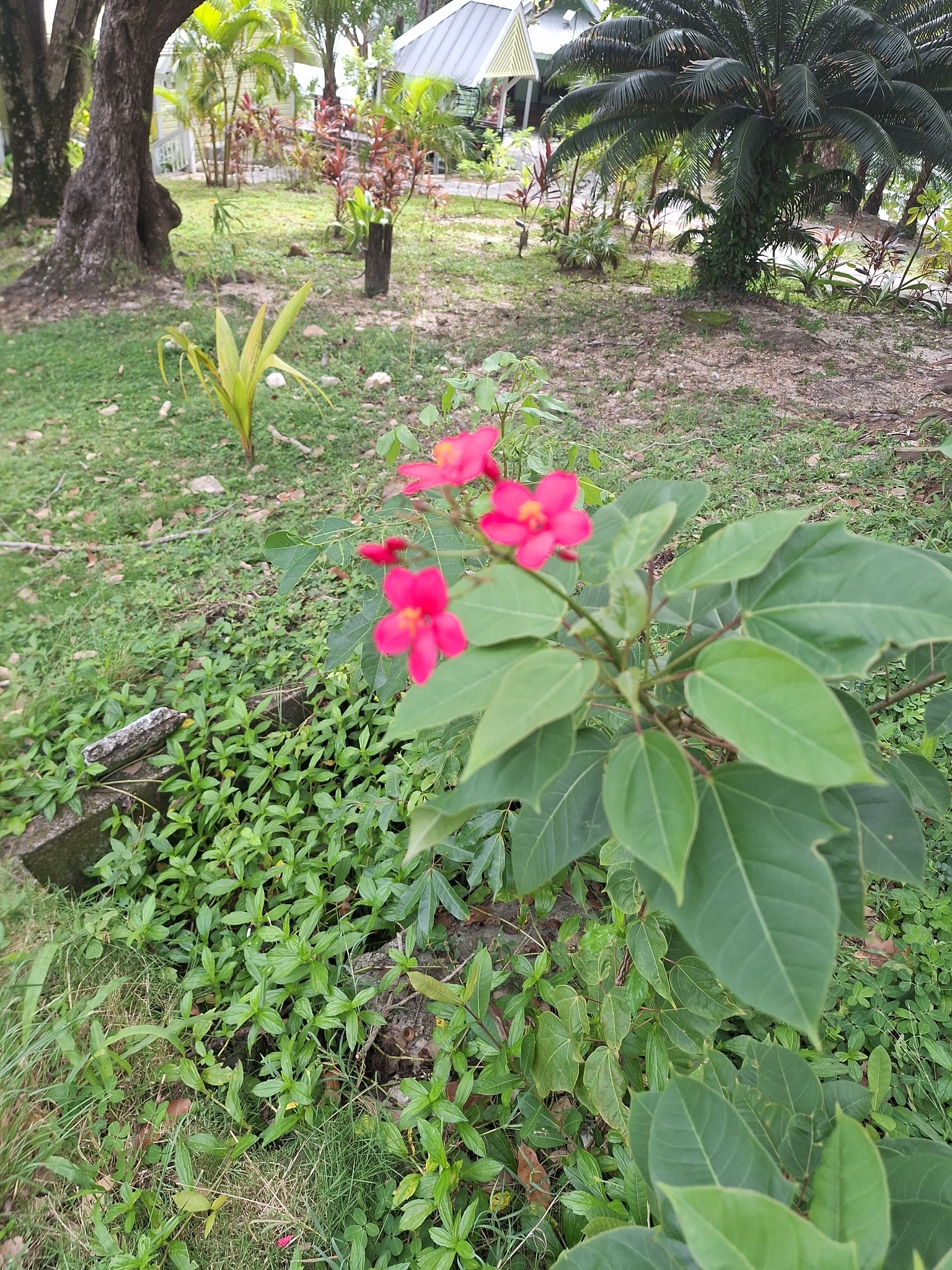 Peregrina (Jatropha integerrima)