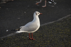 Chroicocephalus ridibundus