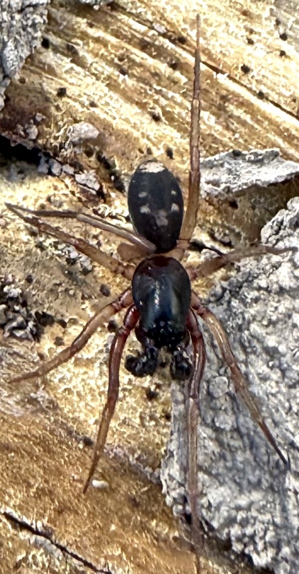 Falconina gracilis (Keyserling, 1891)