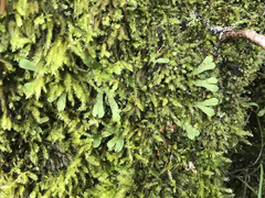 Targionia hypophylla