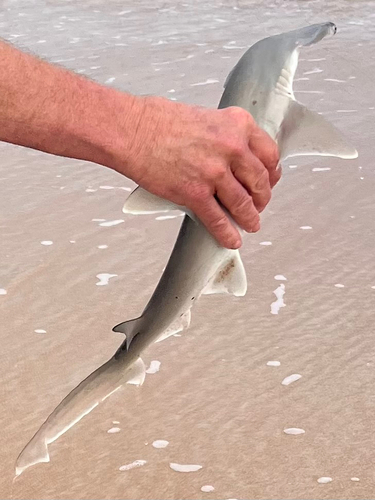 Bonnet hammerhead (Sphyrna tiburo) — Sphyrnidae